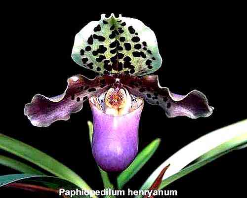 Paphiopedilum henryanum 